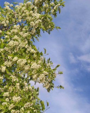  İlkbaharda çiçek açan akasya ağacı, beyaz akasya çiçekleri ve akasya ağacının taze yeşil yaprakları, beyaz bahar çiçekli akasya dalları