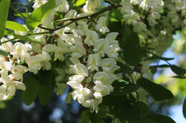  İlkbaharda çiçek açan akasya ağacı, beyaz akasya çiçekleri ve akasya ağacının taze yeşil yaprakları, beyaz bahar çiçekli akasya dalları