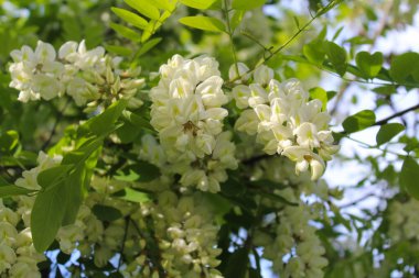  İlkbaharda açan akasya ağacı, beyaz akasya çiçekleri ve akasya ağacının taze yeşil yaprakları, beyaz bahar çiçekli akasya dalları, beyaz çiçeklerle açan dallar.