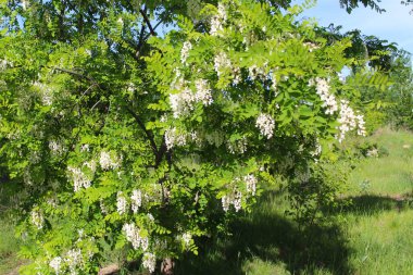 İlkbaharda çiçek açan akasya ağacı, beyaz akasya çiçekleri ve akasya ağacının taze yeşil yaprakları, beyaz bahar çiçekli akasya dalları