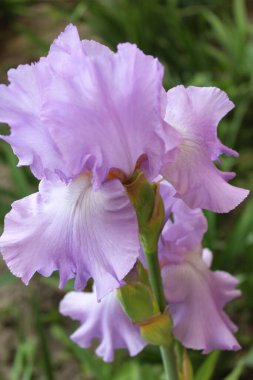 Bahçedeki güzel çiçekler