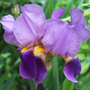 Bahçedeki iris çiçeği