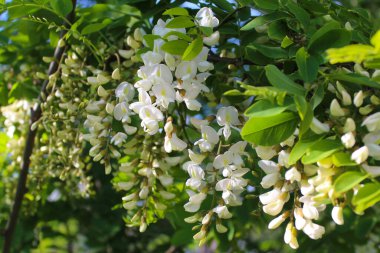 Akasya, bahar akasyası çiçeği, akasya ağacında beyaz bahar çiçekleri.