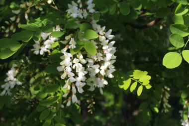 Akasya, bahar akasyası çiçeği, akasya ağacında beyaz bahar çiçekleri.
