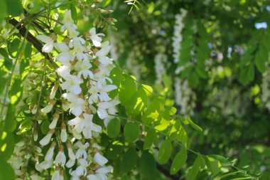 Akasya, bahar akasyası çiçeği, akasya ağacında beyaz bahar çiçekleri.