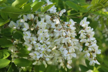 Akasya, bahar akasyası çiçeği, akasya ağacında beyaz bahar çiçekleri.