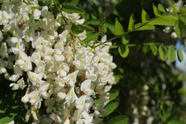 Akasya, bahar akasyası çiçeği, akasya ağacında beyaz bahar çiçekleri.