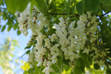 Akasya, bahar akasyası çiçeği, akasya ağacında beyaz bahar çiçekleri.