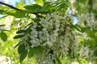 Doğadaki bir ağaçtaki güzel bahar çiçekleri
