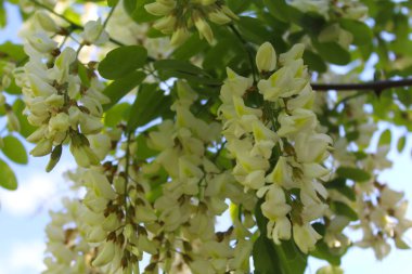 doğanın beyaz çiçekler