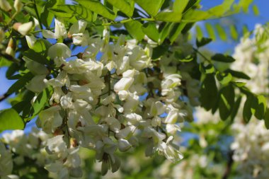 elma ağaçlarının çiçekleri