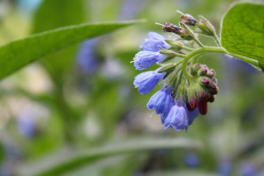 Bahçedeki güzel çiçekler