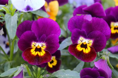 İbne çiçekleri, nonoş çiçekleri, nonoş çiçekleri, bahçedeki nonoş çiçeklerinin yakın çekimi, güzel bahar çiçekleri, çiçek yaprakları ve yaprakları.