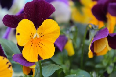 İbne çiçekleri, nonoş çiçekleri, nonoş çiçekleri, bahçedeki nonoş çiçeklerinin yakın çekimi, güzel bahar çiçekleri, çiçek yaprakları ve yaprakları.