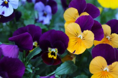 İbne çiçekleri, nonoş çiçekleri, nonoş çiçekleri, bahçedeki nonoş çiçeklerinin yakın çekimi, güzel bahar çiçekleri, çiçek yaprakları ve yaprakları.