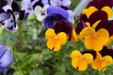 İbne çiçekleri, nonoş çiçekleri, nonoş çiçekleri, bahçedeki nonoş çiçeklerinin yakın çekimi, güzel bahar çiçekleri, çiçek yaprakları ve yaprakları.