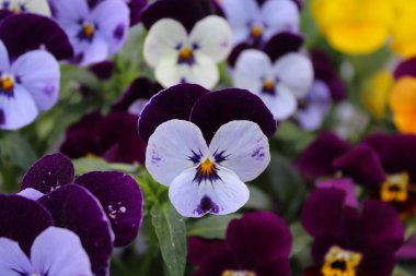 Güzel çiçekler, çiçek ve yapraklar, bahçedeki nonoş çiçeklerini kapatın. 