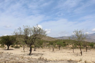 seyahat, güzel manzara mavi gökyüzü dağları İspanya 'da ağaçlarda