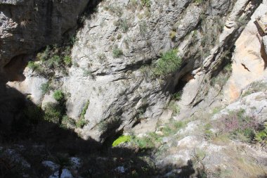 Kırım 'daki dağ ve orman. ukraine