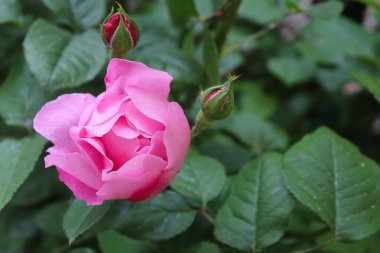 Bahçede güzel bir gül