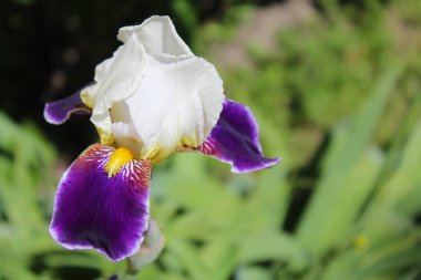 Crocus çiçeği, güzel çiçekler, çiçek konsepti.