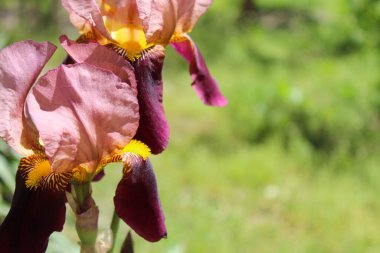 Bahçedeki Iris çiçekleri, bahar çiçekleri.