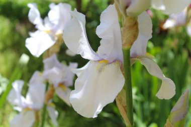 Bahçedeki güzel iris çiçekleri, bahar çiçekleri, beyaz iris çiçekleri, beyaz crocus 'a yakın.
