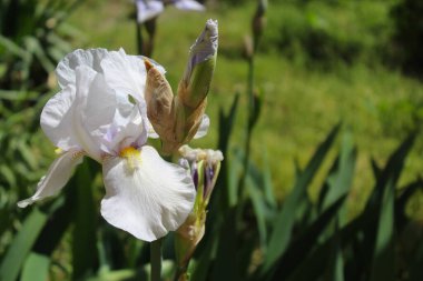 Bahar çiçekleri, beyaz iris çiçekleri, beyaz crocus 'a yakın.