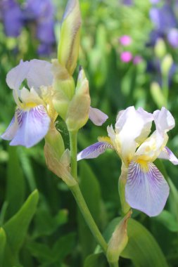 bahar çiçekleri beyaz ve mor iris