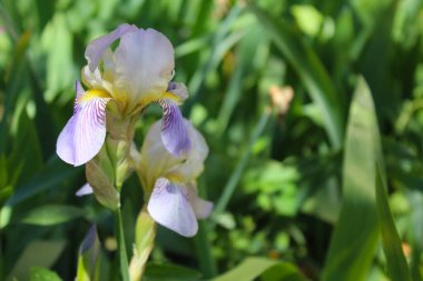 bahar çiçekleri beyaz ve mor iris