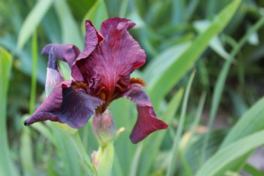 Çiçek arkaplanı, çiçek süsenleri, timsahların bahar çiçekleri