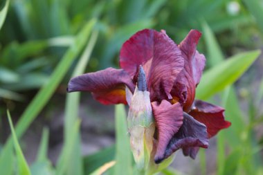 Çiçek arkaplanı, çiçek süsenleri, timsahların bahar çiçekleri