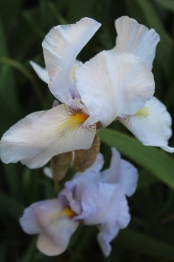İris çiçeği yakın, ilkbahar beyaz iris çiçeği, çiçek arkaplan