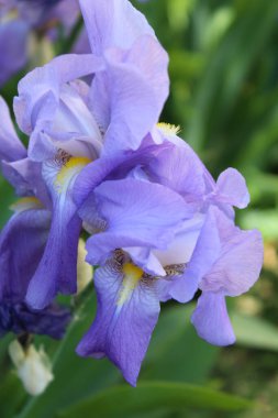 İris çiçekleri yakın, bahçede güzel çiçekler, bahar çiçekleri, çiçek arkaplan 
