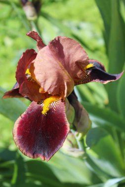 İris çiçekleri yakın, bahçede güzel çiçekler, bahar çiçekleri, çiçek arkaplan 