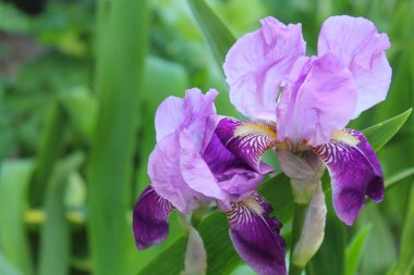 Bahçedeki iris, bahar çiçekleri, çiçekli arka plan, doğal yeşil bulanık arka plandaki mor irisler.