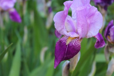 Kırkayak çiçekleri, bulanık doğal arka planda güzel irisler, bahar çiçekleri, çiçek arkaplanı, doğal yeşil bulanık arka planda mor irisler.