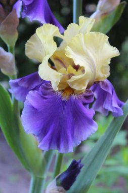 Bahar bahçesinde iris, baharda açan güzel çiçek, yakın planda sarı-mavi timsahlar, bulanık doğal arka planda güzel irisler.,