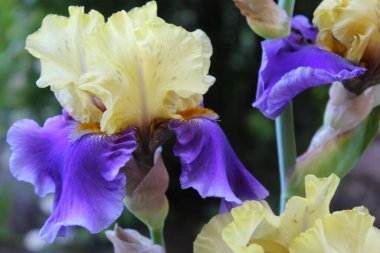 Bahar bahçesinde iris, baharda açan güzel çiçek, yakın planda sarı-mavi timsahlar, bulanık doğal arka planda güzel irisler.,
