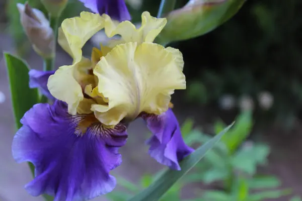 Bahar bahçesinde iris, baharda açan güzel çiçek, yakın planda sarı-mavi timsahlar, bulanık doğal arka planda güzel irisler.,