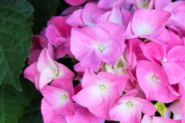 Renkli çiçek açan ortanca yakın plan. Büyük yapraklı ortanca çiçeği. Pembe çiçekler ve ortanca yaprakları, bahçedeki güzel pembe ortanca çiçekleri