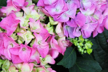 Renkli çiçek açan ortanca yakın plan. Büyük yapraklı ortanca çiçeği. Pembe çiçekler ve ortanca yaprakları