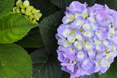 Mor ortanca çiçeklerinin yakın çekimi, çiçekli arka plan, bahçede geniş yapraklı ortanca.