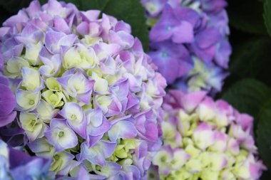 Mor ortanca çiçeklerinin yakın çekimi, çiçekli arka plan, bahçede geniş yapraklı ortanca.