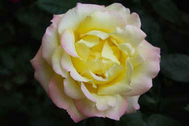 flower yellow pink rose with leaves isolated, roses in the garden