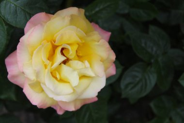 flower yellow pink rose with leaves isolated, roses in the garden