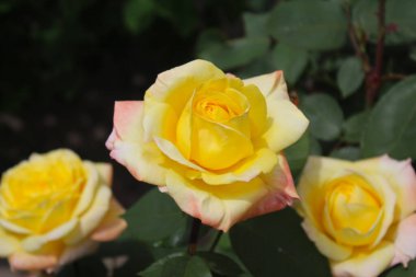 yellow beautiful rose close up isolated. beautiful roses in the garden