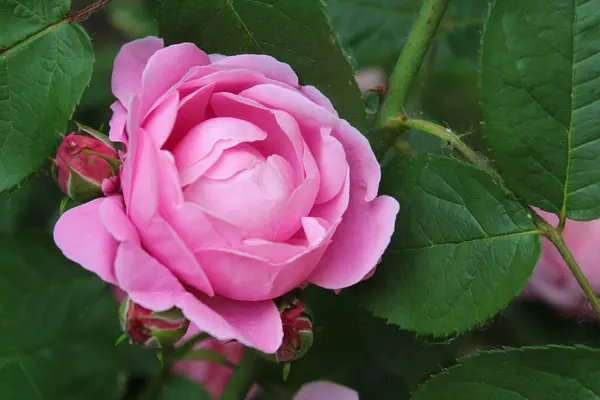 pink rose with leaves, flowers beautiful pink rose with buds close-up
