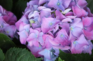 Güzel mor ortanca çiçeklerine yaklaş.