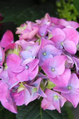 Pembe ve mor ortanca, bahçedeki ortanca çiçekleri